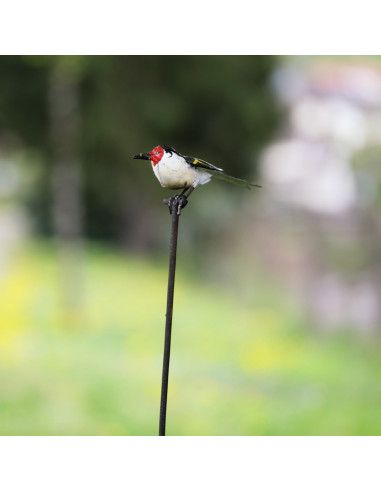 Tuteur Chardonneret Élégant-Tuteurs oiseaux