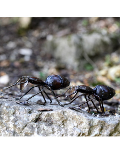 Fourmi murale en métal, petit modèle-Insectes
