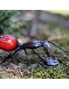 Fourmi rouge murale petit modèle-Insectes 2