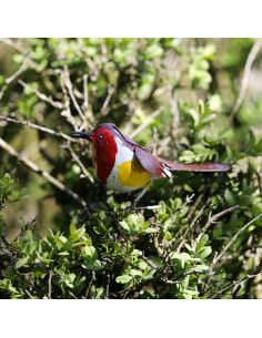 Rouge Gorge en métal peint - Décoration-Petits oiseaux 2