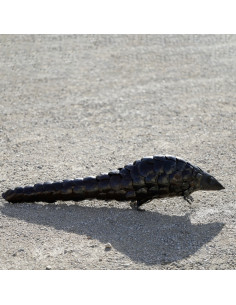 Pangolin pièce unique en métal recyclé-Pièces uniques 2