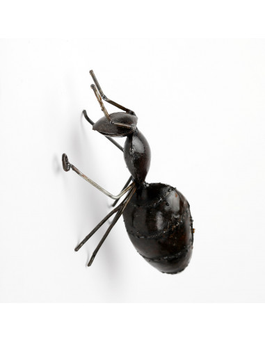 Fourmi murale noire, grand modèle-Insectes