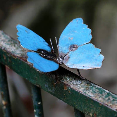 Papillon bleu
